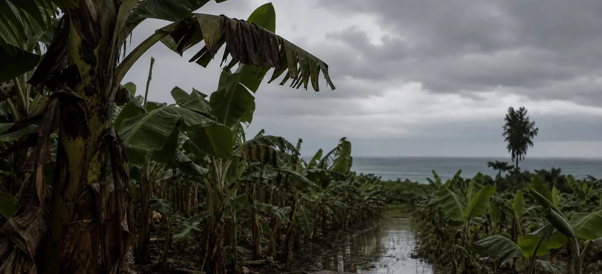 Hileras de plantas de banano en una finca de la costa ecuatoriana después de la lluvia, con agua encharcada entre los surcos.