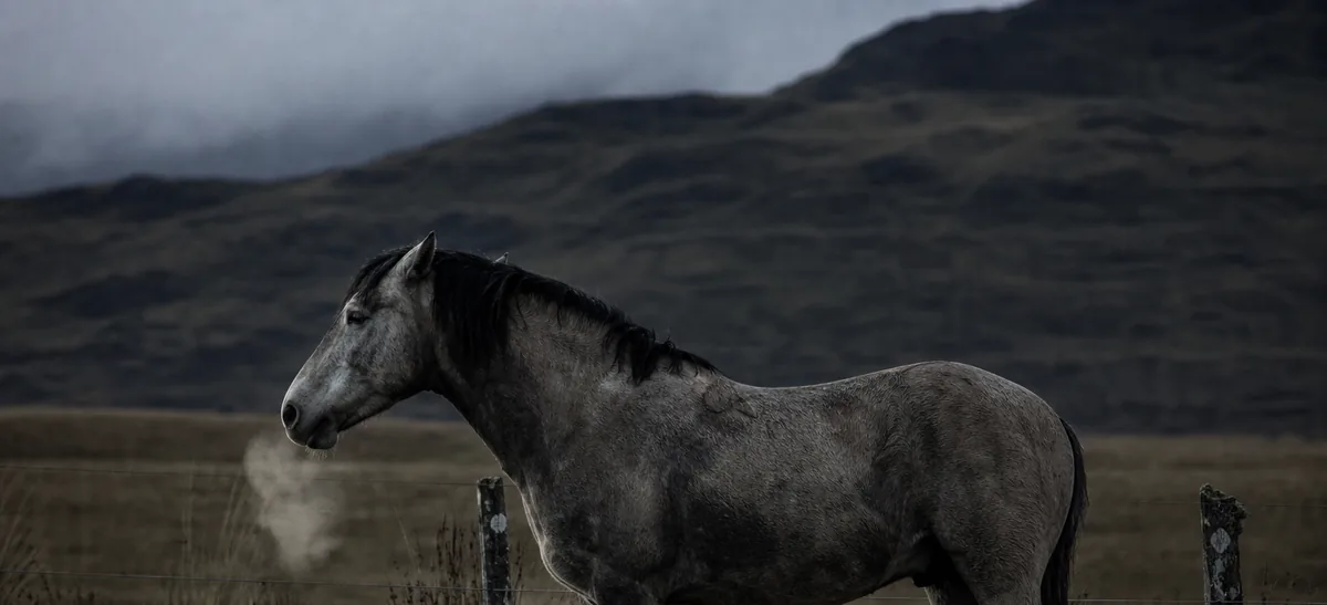 Un caballo criollo de pie en un potrero de altura al amanecer, junto a una cerca de postes y alambre.