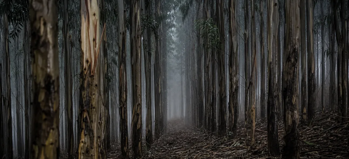 Hileras de una plantación madura de eucalipto en una ladera andina, vistas desde el interior del rodal con niebla entre los árboles.