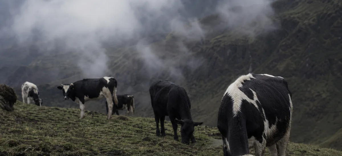 Un pequeño hato de ganado de leche pastando en una ladera andina cubierta de nubes bajas.